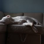 Everything You Need to Know About Sleep Disorders in Dogs