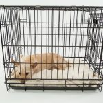 Dog Crate : Punishment or Reward? Dog Crate