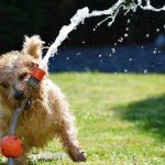 Why Won’t My Dog Drink Water? dog won't drink water