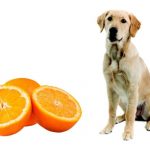 Can Dogs Eat Oranges? dogs eat oranges