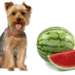 Can Dogs Eat Watermelon Dogs Eat Watermelon