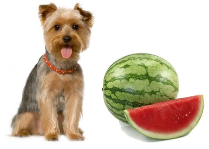 Dogs Eat Watermelon