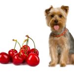 Can Dogs eat Cherries? Dogs eat Cherries