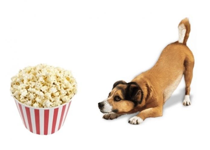 Dogs Eat Popcorn