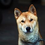 Korean Jindo Korean Jindo