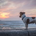 How to Find a Lost Dog Find a Lost Dog