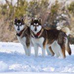 Top 5 Dog Breed For Active People Dog Breed For Active People