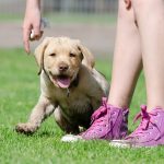 Everything You Need to Know How to Train Your Puppy? how to train a puppy