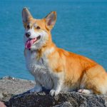 Pembroke Welsh Corgi Pembroke Welsh Corgi