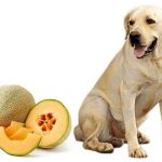 Can Dogs Eat Melon?