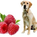 Can dogs eat raspberries?