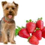 Can dogs eat strawberries?
