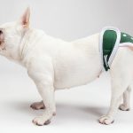 Diapers for dogs – types, use, tips, and price