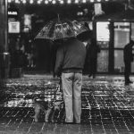 5 Ideal Dog Breeds For The Elderly People