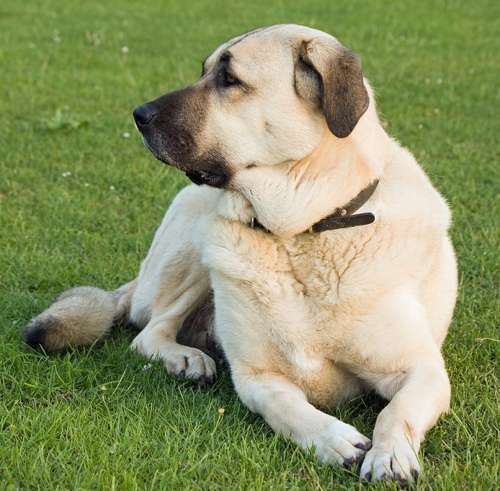 Best food for anatolian shepherd puppy sales