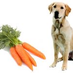 Can Dogs Eat Carrots?