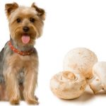 Can dogs eat mushrooms?