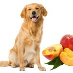 Can dogs eat peaches?
