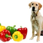 Can Dogs Eat Peppers?