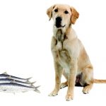 Can Dogs Eat Sardines?