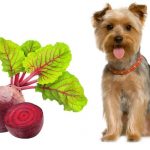 Can dogs eat beetroot?