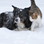 How To Teach your Dog To Become a Cat friendly?