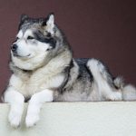 13 Useful Tips for Owners of Alaskan Malamute