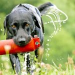 Detection Dogs : How Are Sniffer Dogs and Security Dogs Trained?