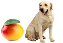 Can dogs eat mango?