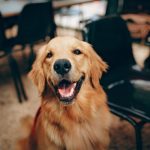 The most popular asked questions about the Golden Retriever!