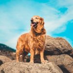 The origin of the dog breed Golden Retriever