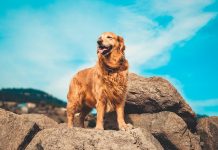 The origin of the dog breed Golden Retriever