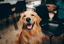 The most popular asked questions about the Golden Retriever!