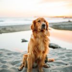 7 interesting characteristics and facts about Golden Retrievers!