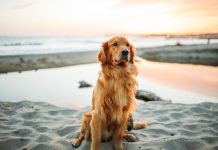 7 interesting characteristics and facts about Golden Retrievers!