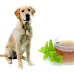 Is Mint Tea Healthy for Your Dog?