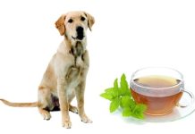 Is Mint Tea Healthy for Your Dog?