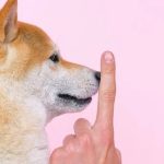 Housebreaking 101: A Step-by-Step Guide to Potty Training Your Dog Housebreaking 101: A Step-by-Step Guide to Potty Training Your Dog