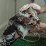 How Often Should I Bathe My Dog? The Truth About Dog Hygiene How Often Should I Bathe My Dog? The Truth About Dog Hygiene
