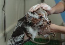 How Often Should I Bathe My Dog? The Truth About Dog Hygiene How Often Should I Bathe My Dog? The Truth About Dog Hygiene