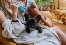 My Dog Ate Chocolate! What to Do When Your Dog Eats Something Toxic My Dog Ate Chocolate! What to Do When Your Dog Eats Something Toxic