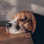 Why Is My Dog Not Eating? Understanding the Reasons and Solutions Why Is My Dog Not Eating? Understanding the Reasons and Solutions