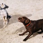 Why Leash Training is Essential for Your Dog’s Safety and Your Peace of Mind Why Leash Training is Essential for Your Dog's Safety and Your Peace of Mind