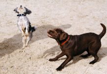Why Leash Training is Essential for Your Dog’s Safety and Your Peace of Mind Why Leash Training is Essential for Your Dog's Safety and Your Peace of Mind
