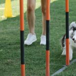 Teach your furry friend new tricks with these expert tips