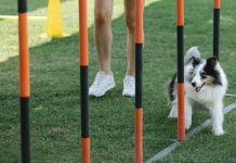 Teach your furry friend new tricks with these expert tips