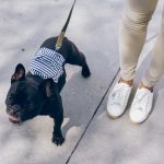 Essential Dog Walking Gear: A Guide to Keeping Your Dog Safe and Happy on Walks black pug with white and black striped shirt and white pants