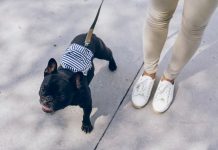 Essential Dog Walking Gear: A Guide to Keeping Your Dog Safe and Happy on Walks black pug with white and black striped shirt and white pants