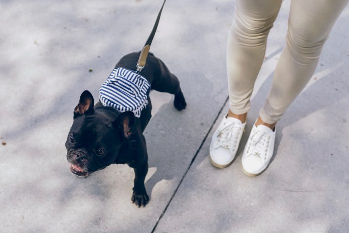 black pug with white and black striped shirt and white pants